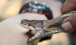 网友爆料被蛇咬伤视频,紧急救援现场直击